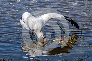 A wood stork forages for food in the water