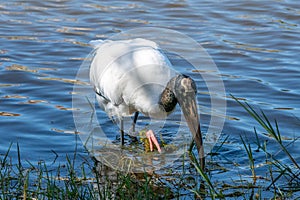A wood stork forages for food in the water.