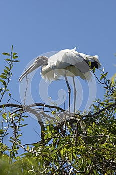 Wood stork gathering nesting material in central Florida.
