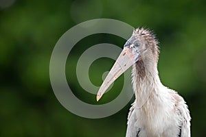 Wood Stork Juvenile