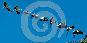 Wood Stork Landing