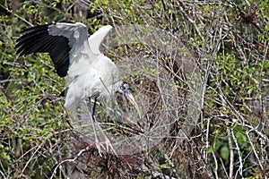 A Wood Stork Landing