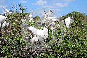 Wood stork lands in nest with pretty wings