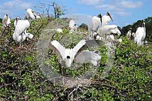 Wood stork lands in nest with pretty wings