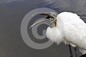 Wood stork laughter photo
