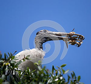 Wood Stork Making a Nest