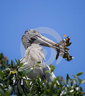 Wood Stork Making a Nest