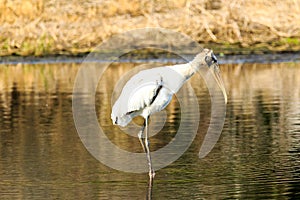 Wood Stork Myakka River State Park