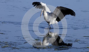 Wood Stork (Mycteria americana) photo