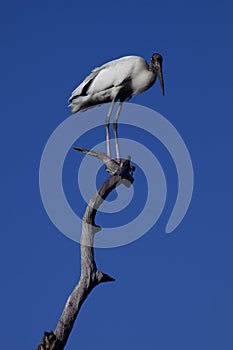 Wood Stork (Mycteria americana)