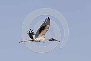 A endangered Wood Stork flying over the Everglades