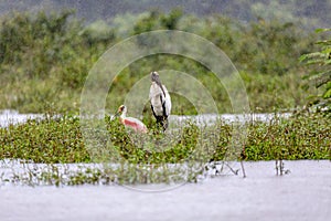 Wood stork - Mycteria americana. Refugio de Vida Silvestre Cano Negro, Wildlife and bird watching in Costa Rica photo