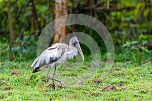 Wood stork - Mycteria americana. Refugio de Vida Silvestre Cano Negro, Wildlife and bird watching in Costa Rica photo