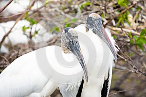 Wood stork nest and baby. Wildlife Florida. USA.