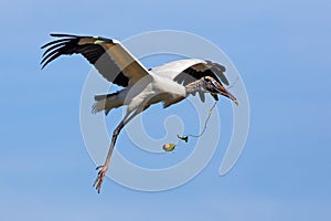 Wood Stork Nest-Building