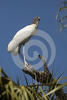 Wood stork perched on a branch in St. Augustine, Florida