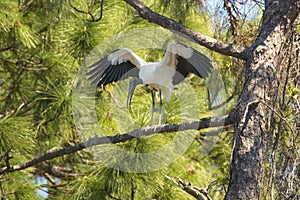 Wood stork perched in a pine tree in central Florida.