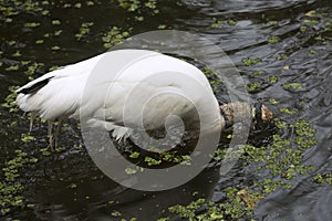 Wood stork plunging its head underwater in the Florida Everglade