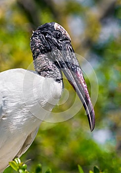 Wood Stork Profile