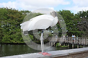 Wood stork on a railing