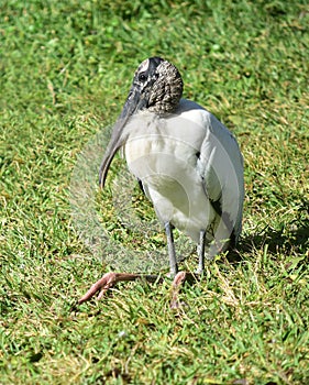 A wood stork relaxes on the grass. A large and varied number of birds make lake Morton a home.