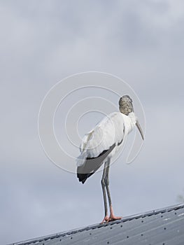 Wood stork