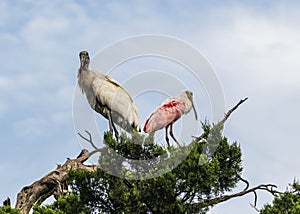 Wood Stork and Roseate Spoonbill Back to Back