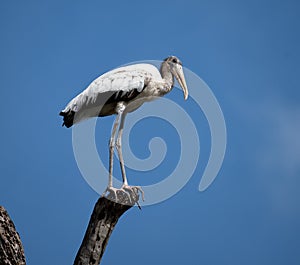 Wood Stork Standing Tall on Wood Branch