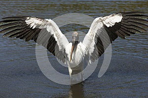 Wood stork standing in water drying its wings in Florida.