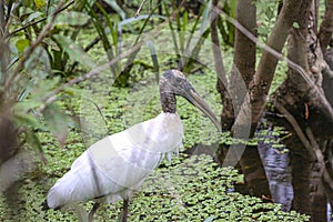 Wood Stork in a Swamp