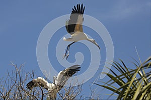 Wood stork taking off in a St. Augustine swamp, Florida