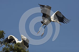 Wood stork taking off in a St. Augustine swamp, Florida