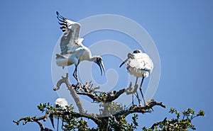 Wood Stork in in a Tree