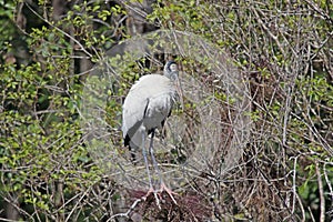 A Wood Stork in a Tree