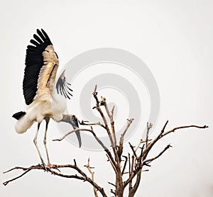 Wood Stork in tree