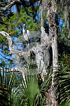 Wood stork in tree at marshlands in Florida