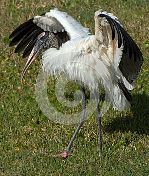 Wood Stork Walking with Open Wings at Lake Seminole Park, Florida