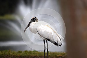 Wood Stork at Water