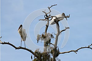 Wood Storks