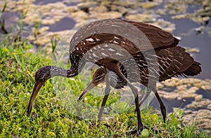 Wood storks of Florida in Sarasota\'s Nathan Benderson Park looking for food