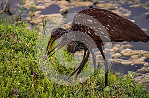 Wood storks of Florida in Sarasota\'s Nathan Benderson Park looking for food