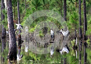 Wood Storks Forest Reflections