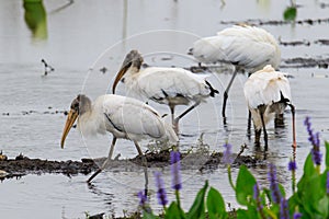 Wood Storks in freshwater marsh