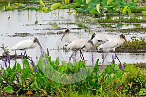 Wood Storks in freshwater marsh