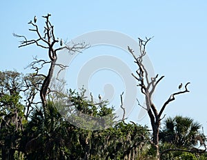 Wood storks nesting in trees