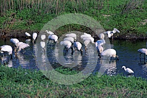 Wood Storks and Snowy Egrets   14198