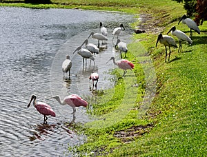 Wood storks and spoonbills, Florida, USA