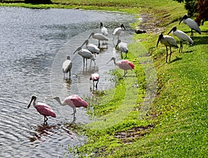 Wood storks and spoonbills, Florida, USA photo