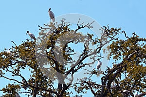 Wood storks in trees