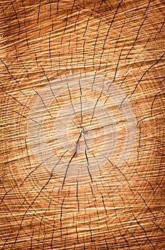 Wood structures of a cut tree